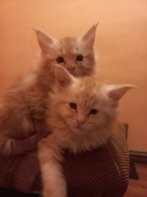 Котята породы Европейский Мейн-кун