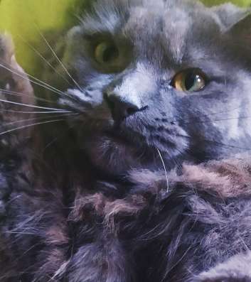 Котята Мейнкунн