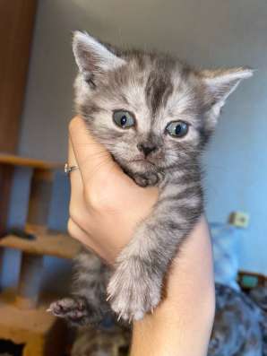Шотландские котята в Челябинске фото 7
