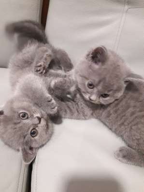 Британские котята фото 3