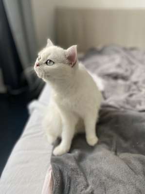 Продам кошечку, серебристая шиншилла фото 7