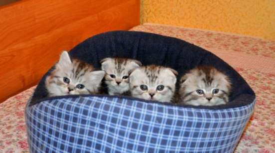 Котики и кошечки