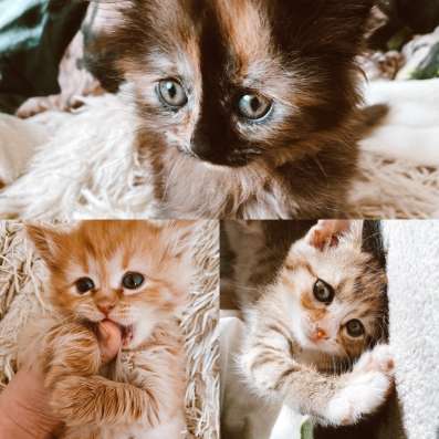 Котята в добрые руки