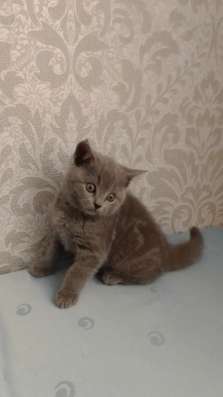 Шотландські кошенята фото 5