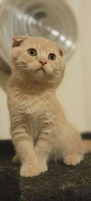 SCOTTISH straight and fold kittens