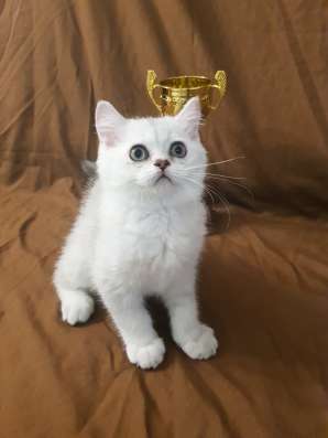 Шотландский серебряный мальчик