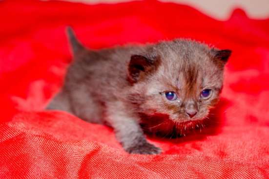 Продам шотландских котят в Симферополе фото 4