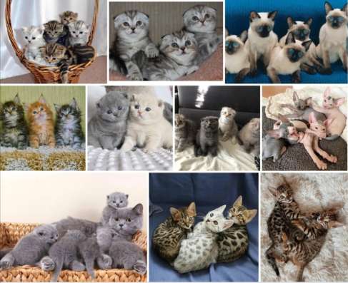 Питомник котят Улан Уде
