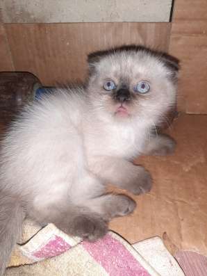 Шотланские котята фото 6