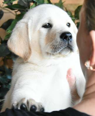 Высокопородные щенки лабрадора(РКФ) в Ярославле фото 5