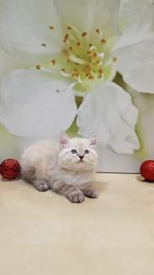 СИБИРСКИЙ КОТЁНОК С РОДОСЛОВНОЙ в Москве фото 4