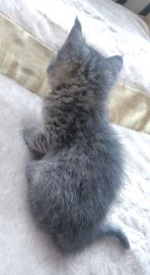 СРОЧНО ОТДАЮ ЧИСТОГО КОТЁНКА!