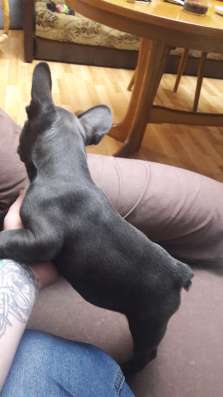 Blue french bulldog