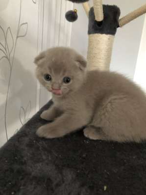 Котята британские вислоухие фото 4