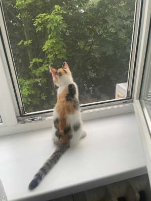 Кошечка найденыш в Ростове-на-Дону