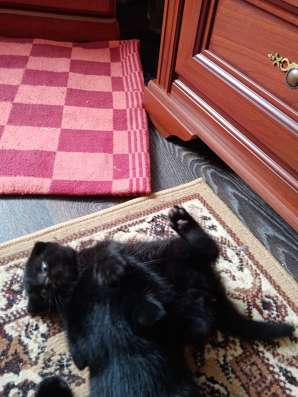 Котик и кошечка в Челябинске фото 3
