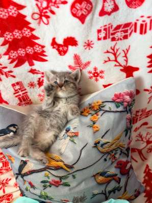 Отдам в добрые руки очень ласкового и милого котенка