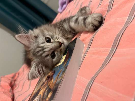 Котята в Румянцево фото 3