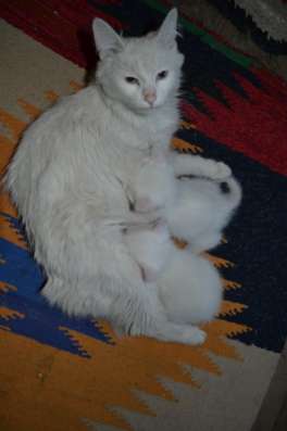 Отдам даром котята