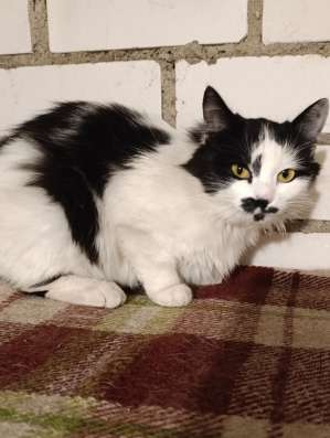 КОШКА, ИЩЕТ ДОМ! СРОЧНО! SOS! В ДАР!