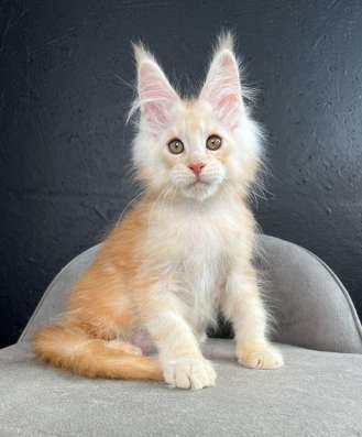 Maine Coon kittens. Home nursery
