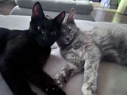 Отдам котят в добрые руки