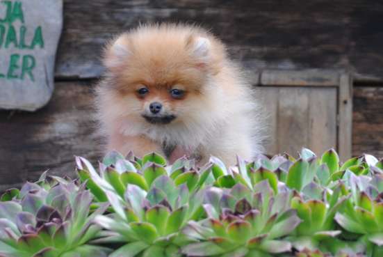 Pomeranian Spitz girl фото 6