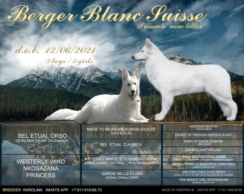 Puppies of a White Swiss Shepherd Dog фото 10
