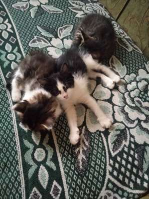 Отдам бесплатно кошечку