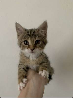 Котенок девочка 1-2 месяца БЕСПЛАТНО