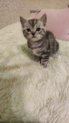 Шотландские котята в Москве фото 16