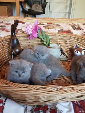 Шотландские элитные котята фото 8