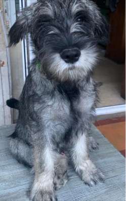 Щенки Миттельшнауцера - Mittelschnauzer