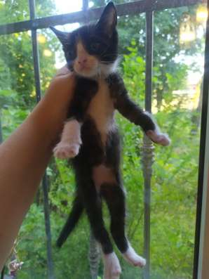 Котята в хорошие руки фото 5