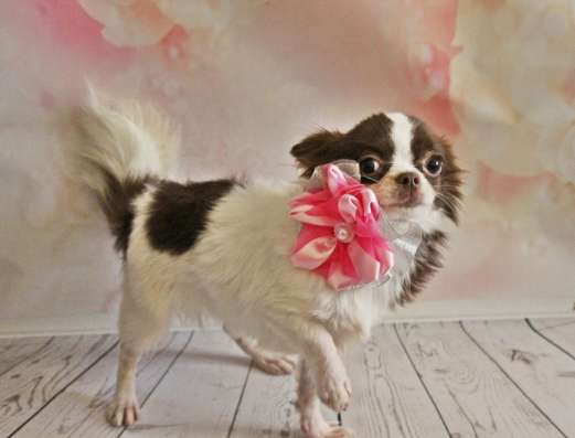 Female chihuahua longhair, of different ages фото 6