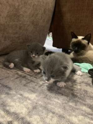 Отдам котят бесплатно в Балашове фото 4