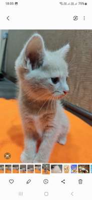 Котенок в добрые руки в Хабаровске