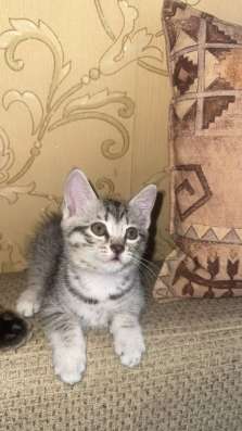 Котята в добрые руки в Красноярске