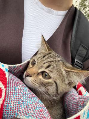 котенок, отдам в добрые руки в Москве