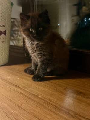 Котята в Рязани