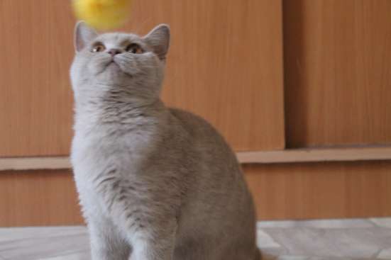 Британская кошка фото 16