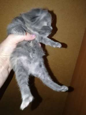 Котята Курильский бобтейл в Краснодаре фото 11