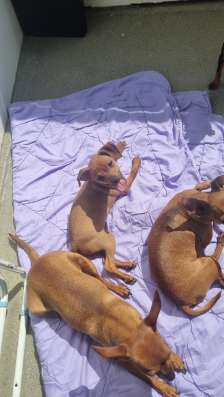 Zwergpinscher мини (до 2.5 кг) фото 6
