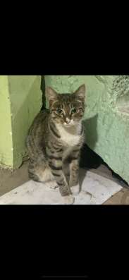 Котёнку нужна семья