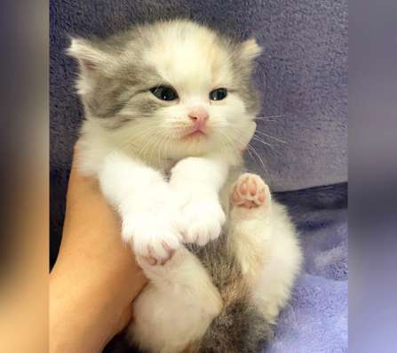Британские котята