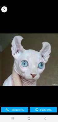 Sphinx, Elf, Канадский сфинкс Эльф котята