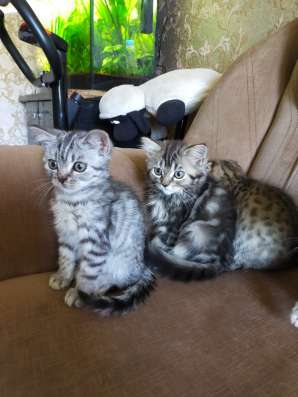 Шотландские котята фото 7
