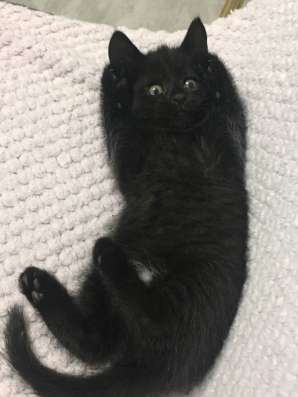 Шотландские котята в Чебоксарах