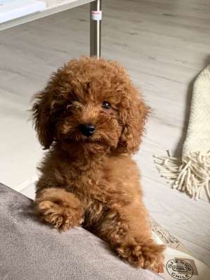 Той пудель. Мальчики и девочки. Toy poodle фото 4