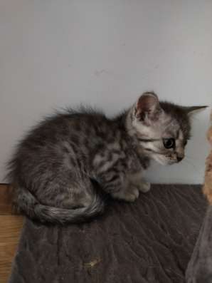 Шотландские котята фото 21